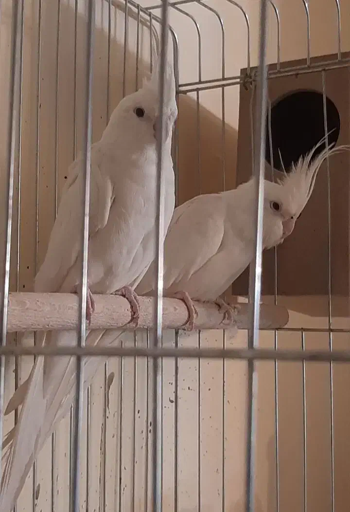 پرنده عروس هلندی|پرنده|پاکدشت, پاکدشت (مامازند)|دیوار