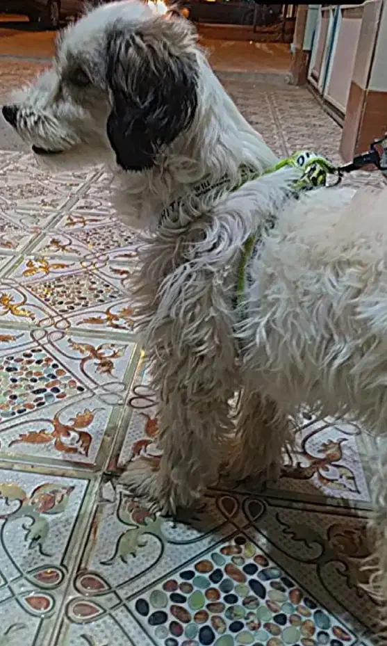 سگ پا کوتاه|سگ|بیرجند, |دیوار