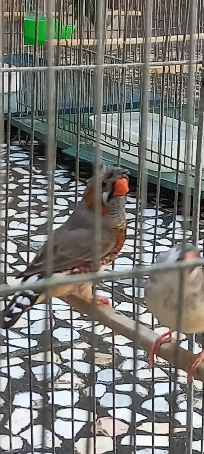 فنچ کاکولی|پرنده|خرم‌آباد, |دیوار