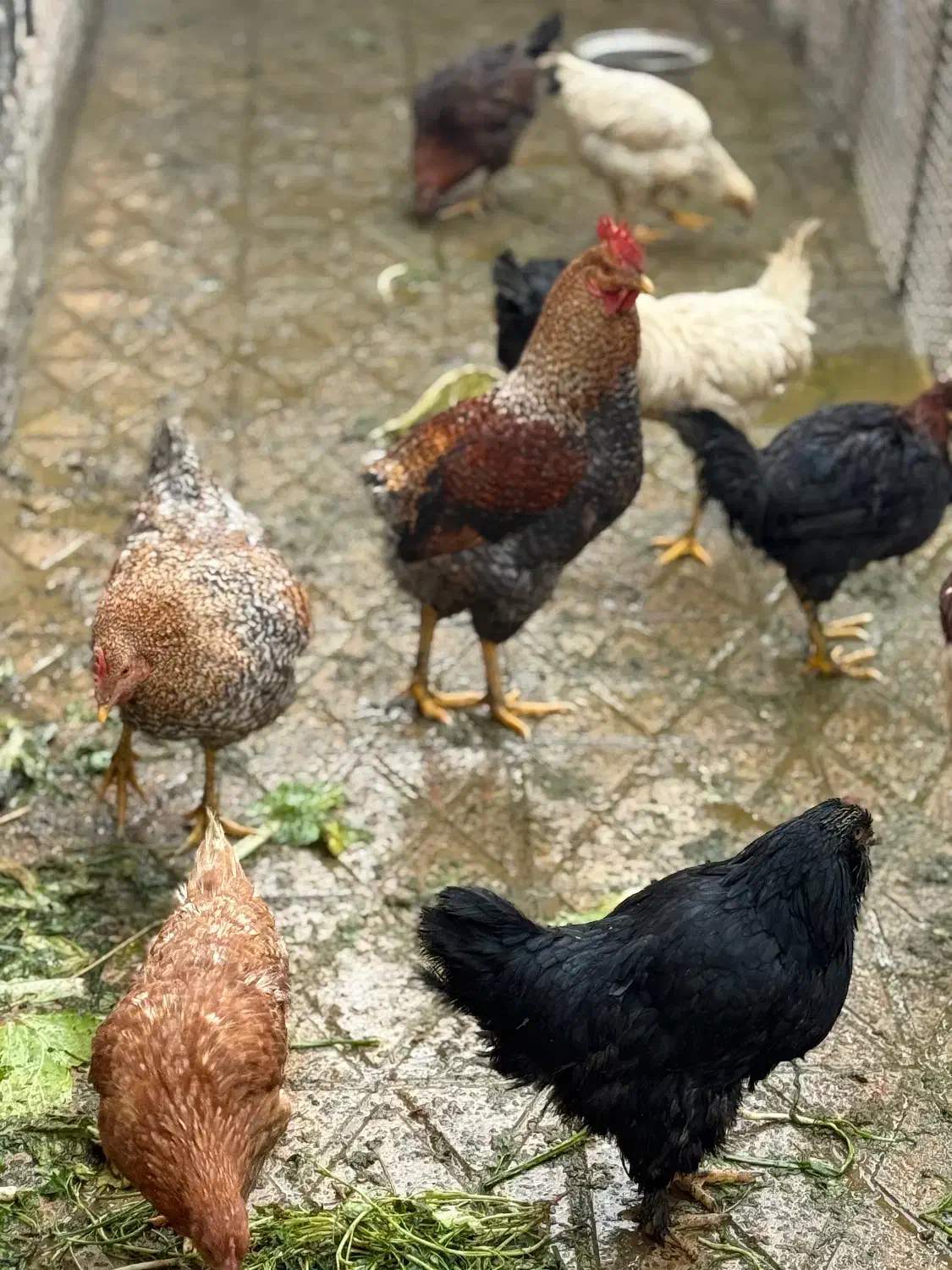 مرغ و خروس محلی سالم و سرحال آماده برای چله|حیوانات مزرعه|ماکو, |دیوار