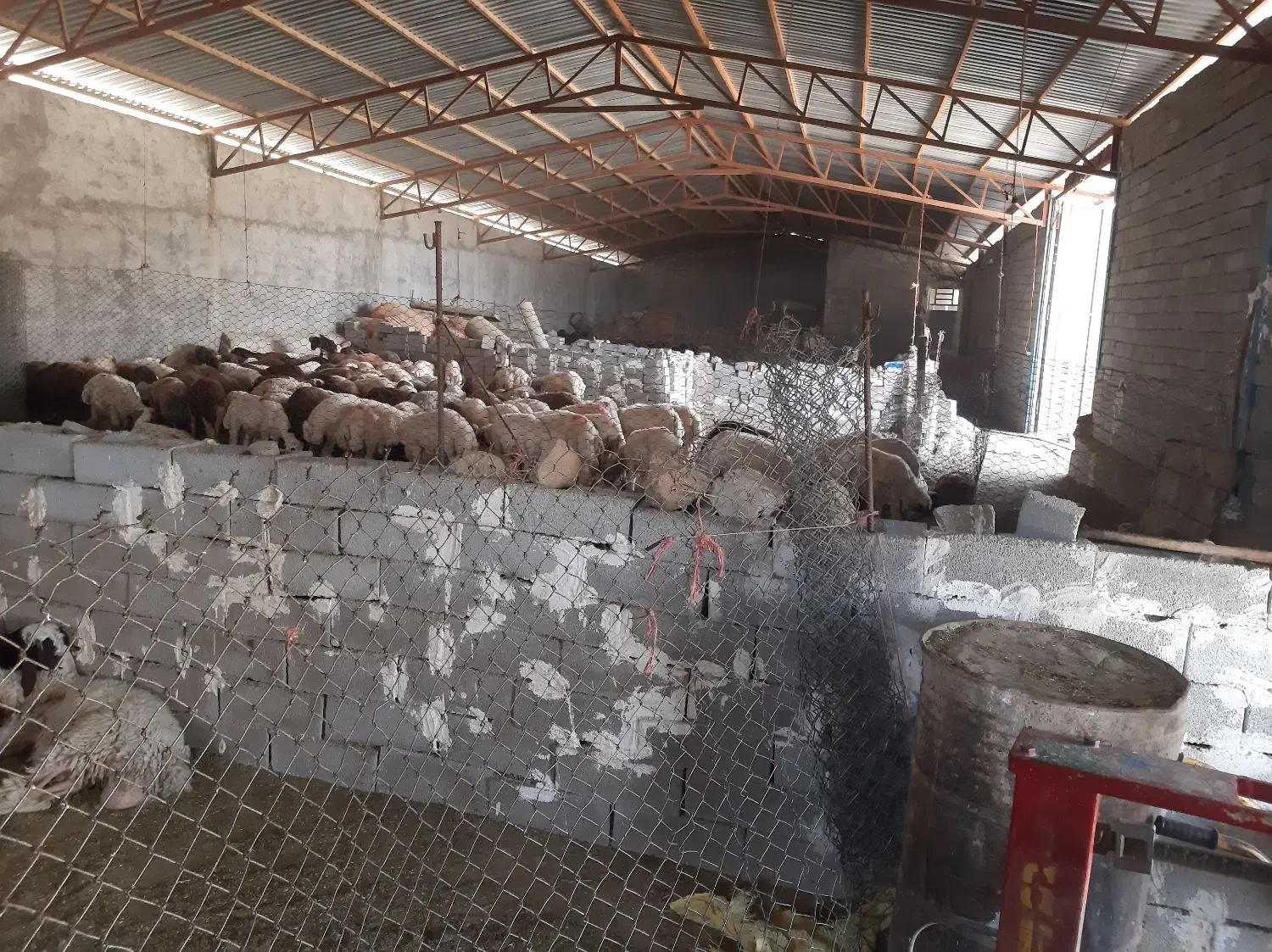 دامداری|فروش دفتر صنعتی، کشاورزی، تجاری|فیروزآباد (لرستان), |دیوار