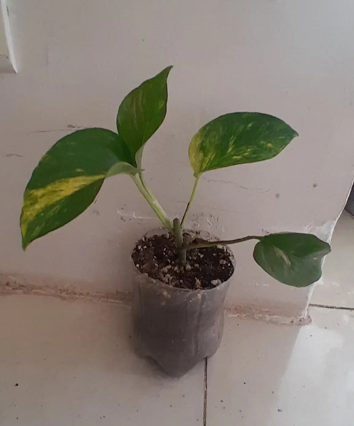 همه۸۵هزار|گل و گیاه طبیعی|کرمانشاه, |دیوار