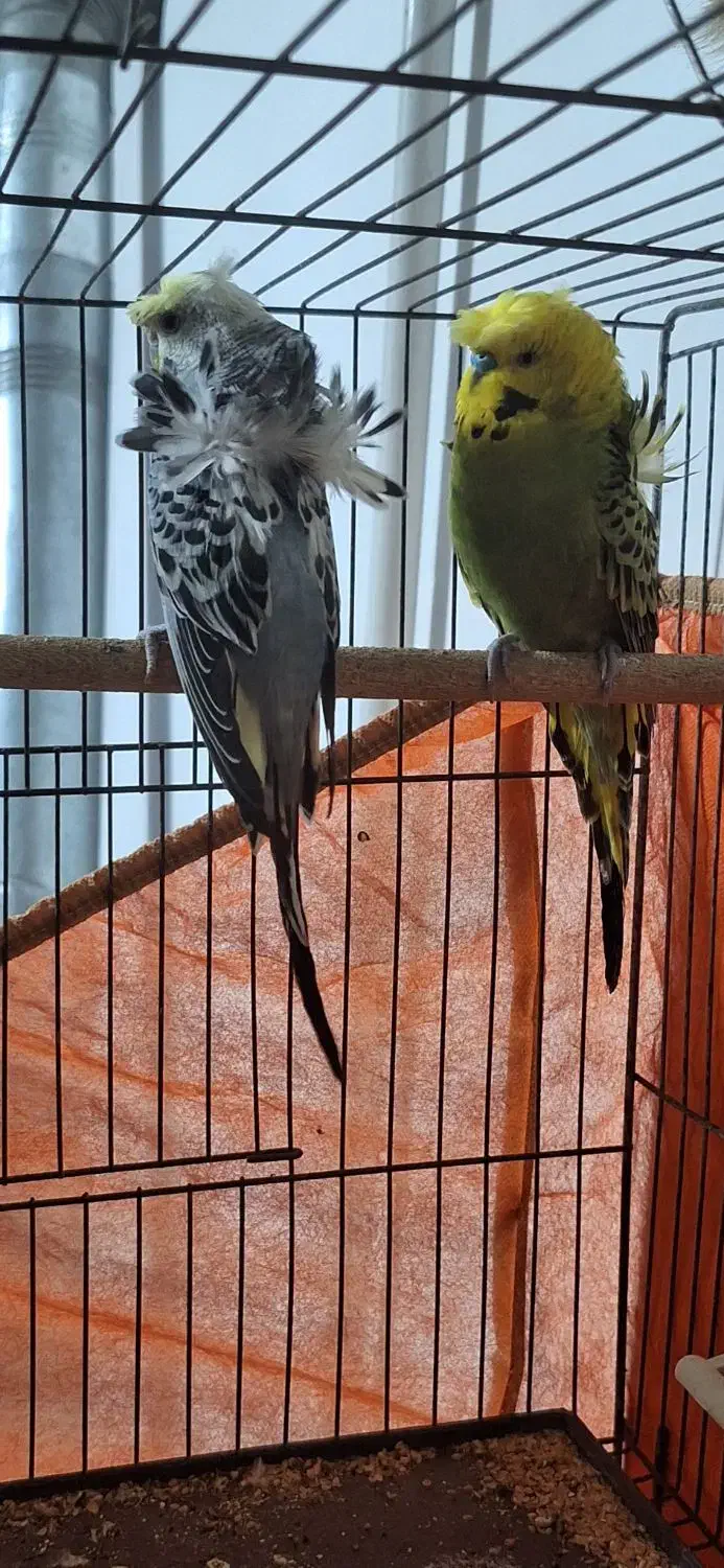 مرغ عشق پروانه ای|پرنده|مهریز, |دیوار