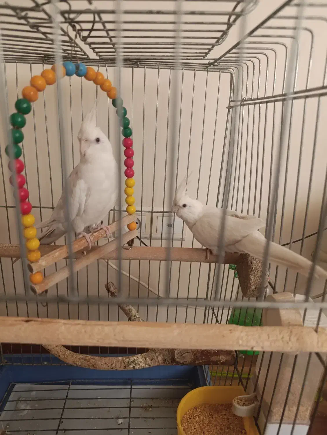 عروس هلندی آلبینو|پرنده|قم, سالاریه|دیوار