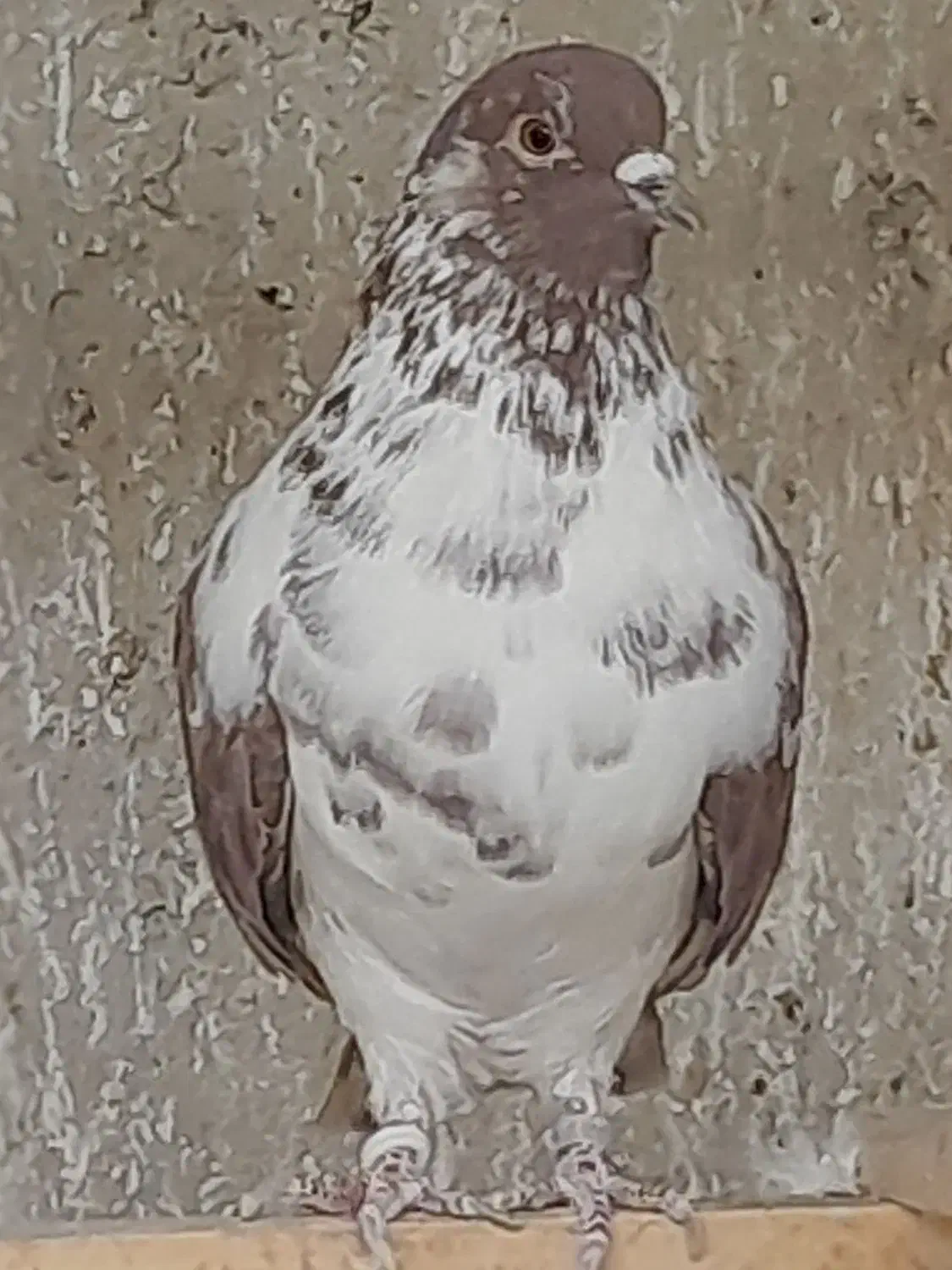 کفتر|پرنده|تهران, ازگل|دیوار