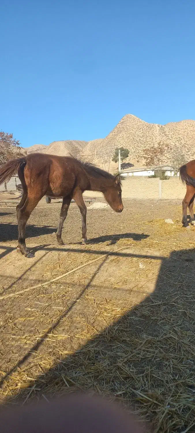 اسب ۲ساله با کره مادیون|اسب و تجهیزات اسبسواری|گلی داغ, |دیوار