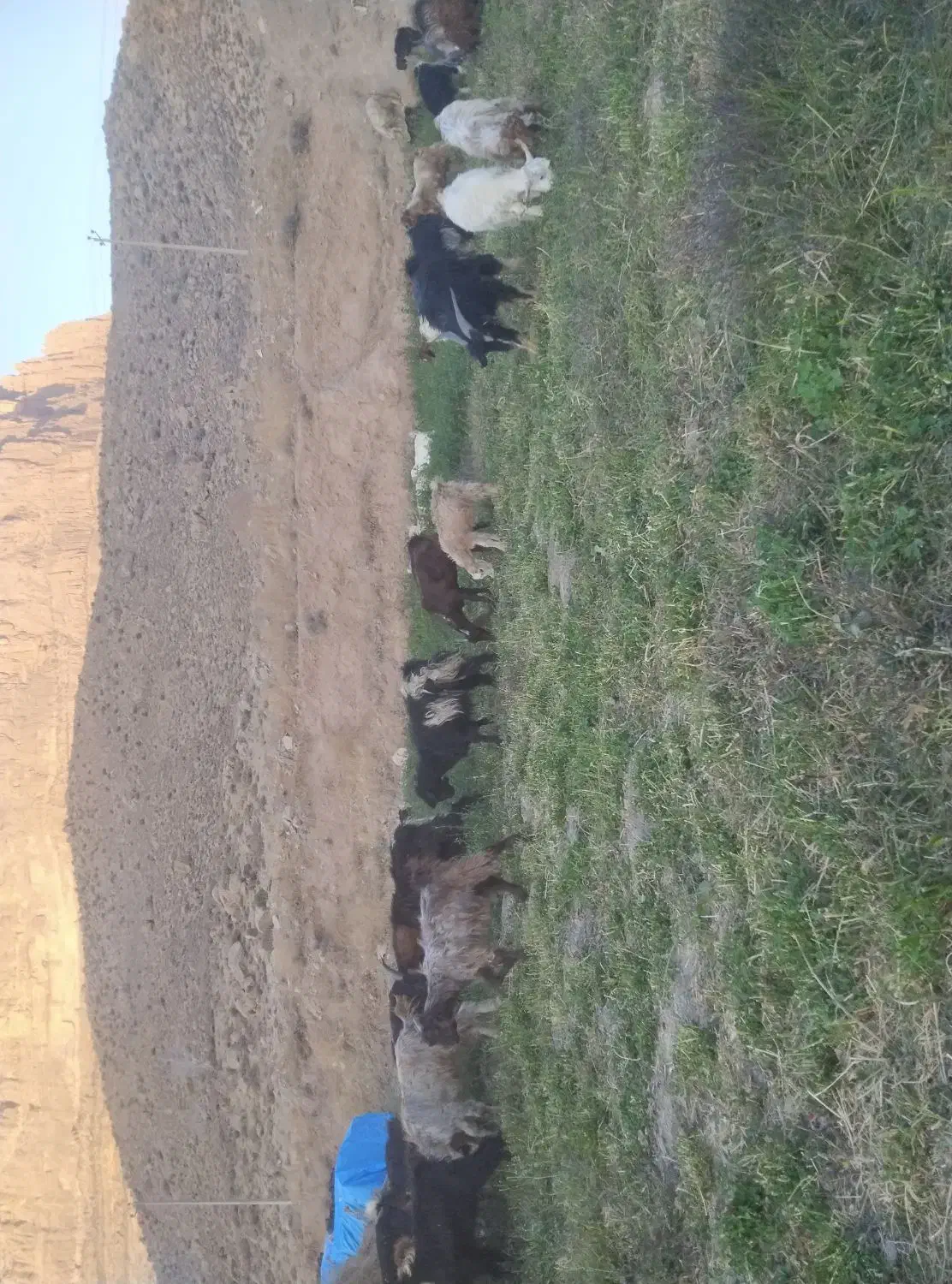 کهره|حیوانات مزرعه|درودزن, |دیوار