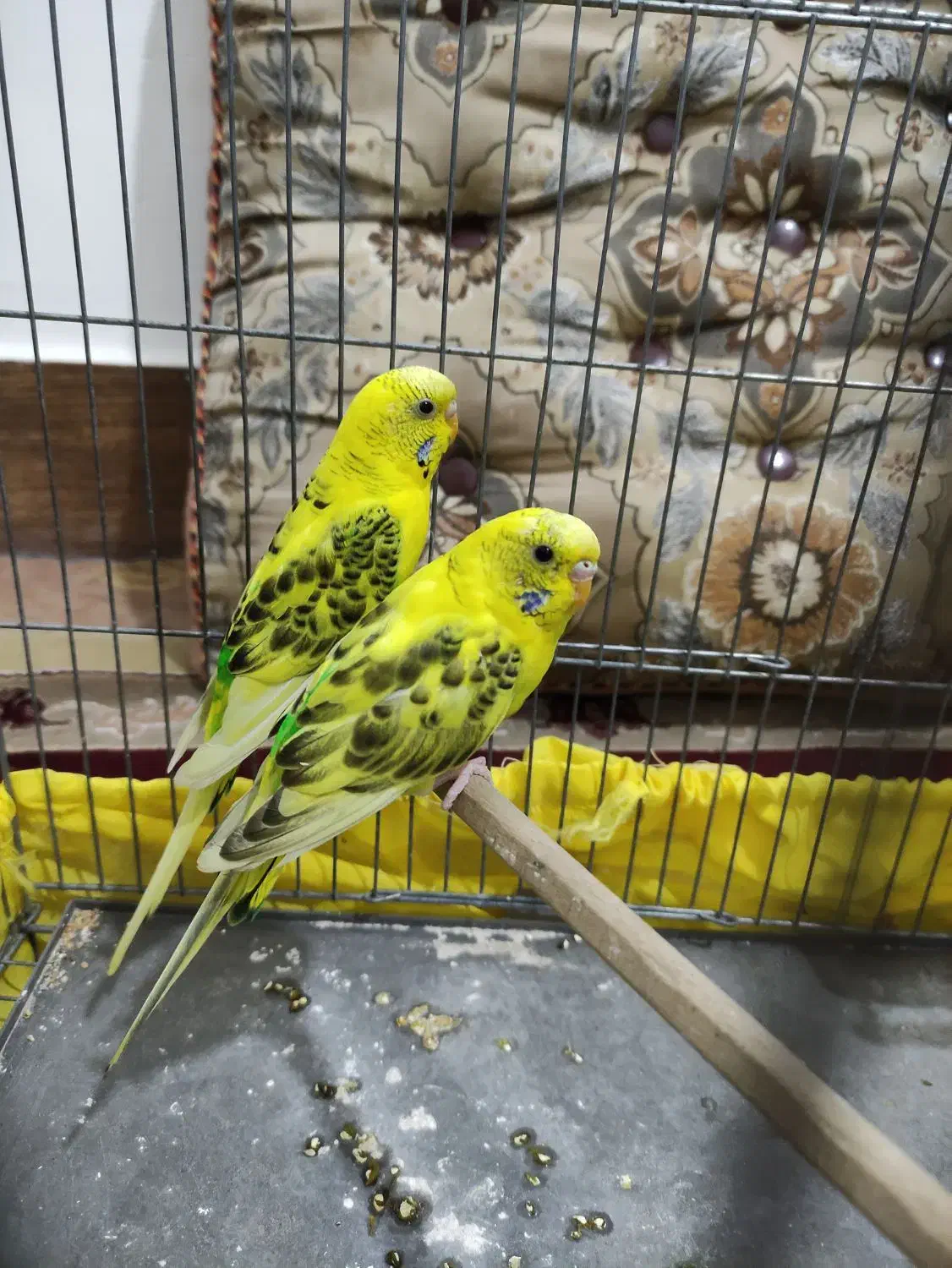 مرغ‌ عشق|پرنده|داراب, |دیوار