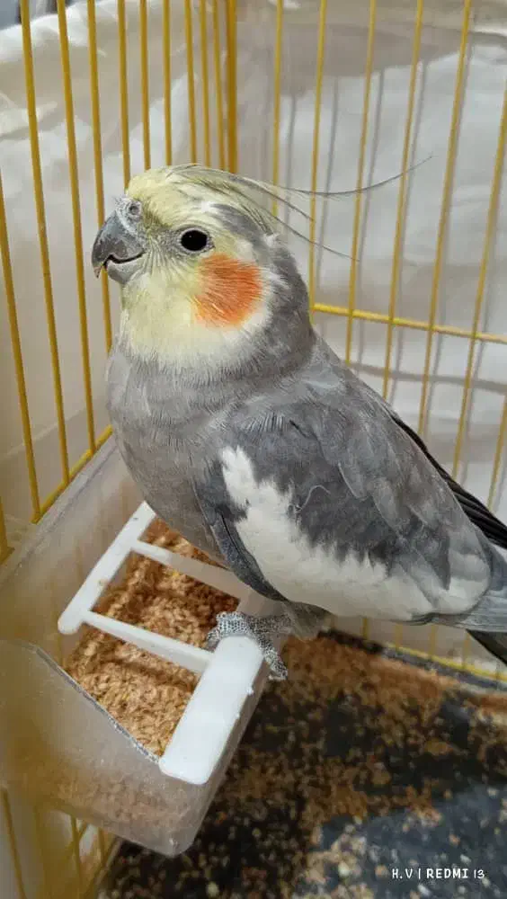 گمشده|حیوانات|داراب, |دیوار