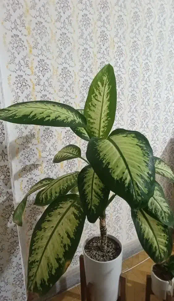 دیفن باخی|گل و گیاه طبیعی|مشهد, چهارچشمه|دیوار