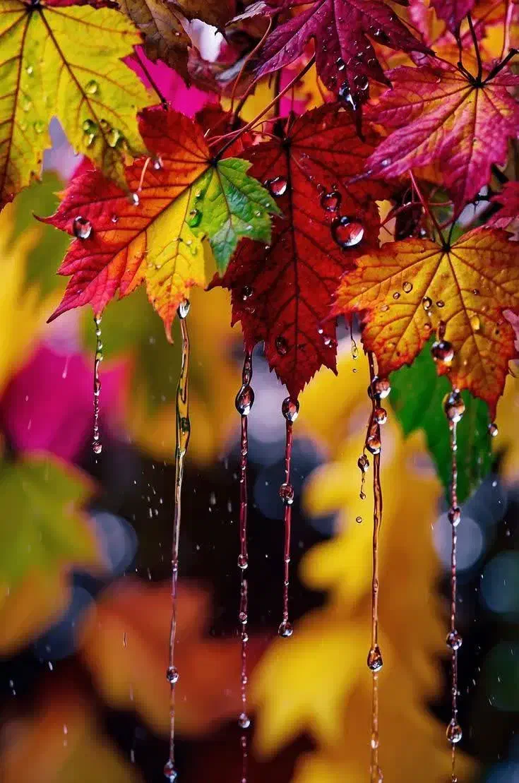 سلام راهنمایی نیاز دارم|فعالیت داوطلبانه|ایرندگان, |دیوار