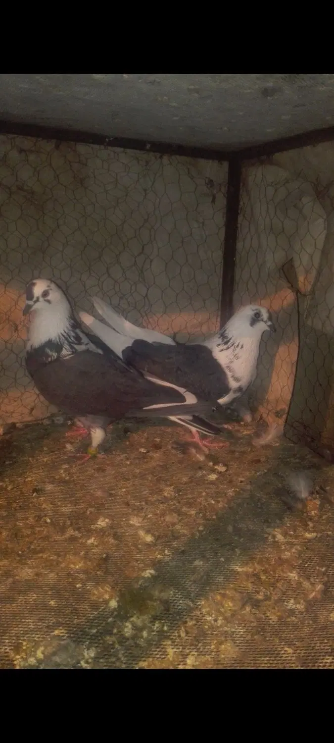 کبوتر|پرنده|ماکو, |دیوار