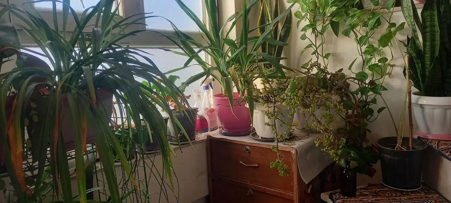 انواع گل|گل و گیاه طبیعی|خرمدره, |دیوار