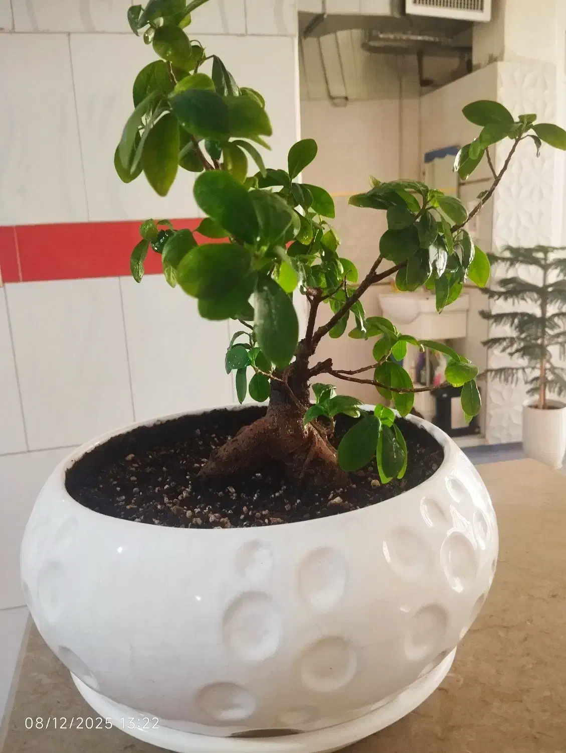 فروش گل های اپارتمانی|گل و گیاه طبیعی|شیراز, شهرک مهدی‌آباد|دیوار