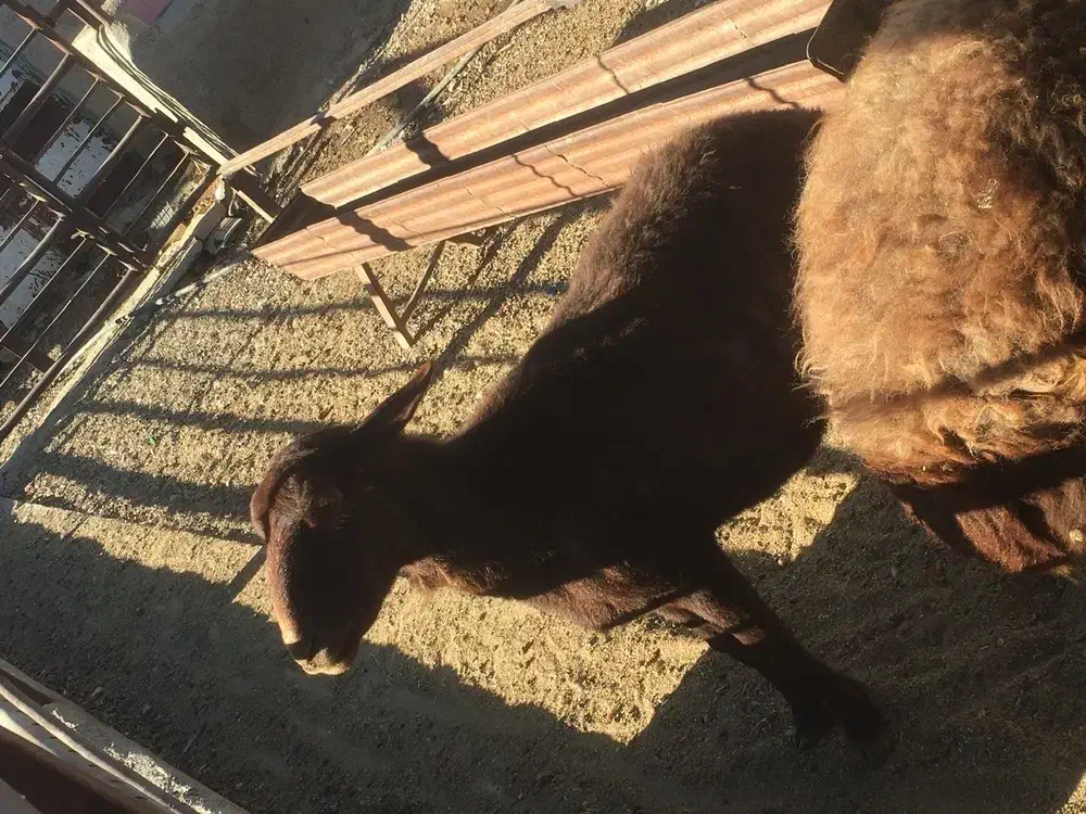 دو عدد میش افشاری درشت|حیوانات مزرعه|تربت‌حیدریه, ترمینال|دیوار