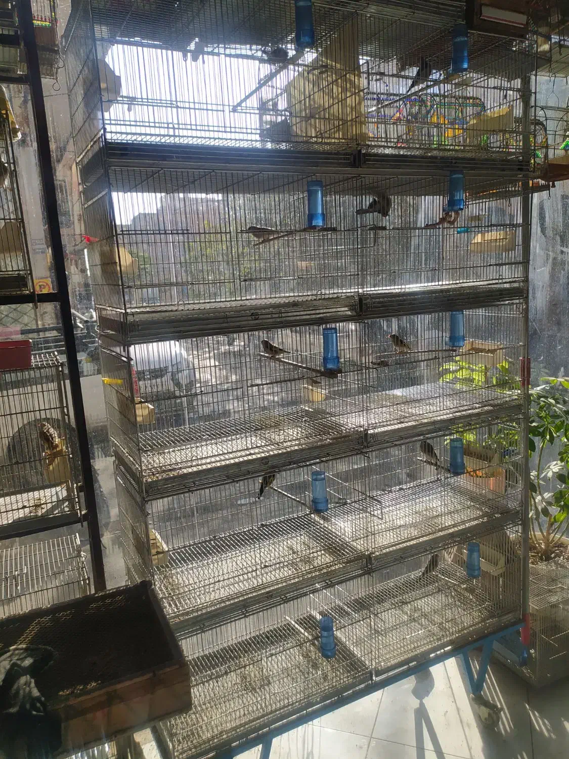 سهره|پرنده|ملارد, |دیوار