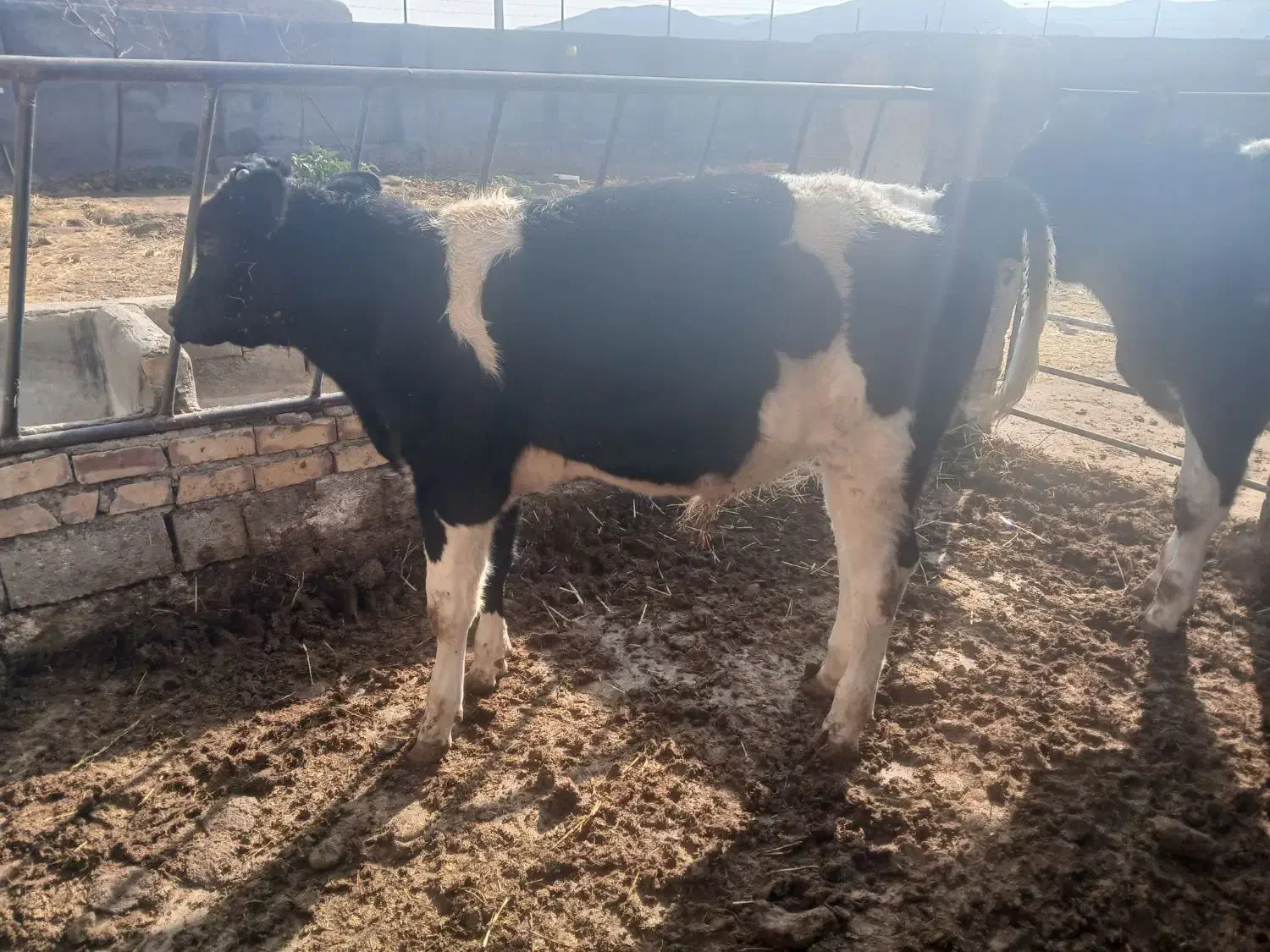 جوانه.گوساله.تلیسه|حیوانات مزرعه|تربت جام, میان جام|دیوار