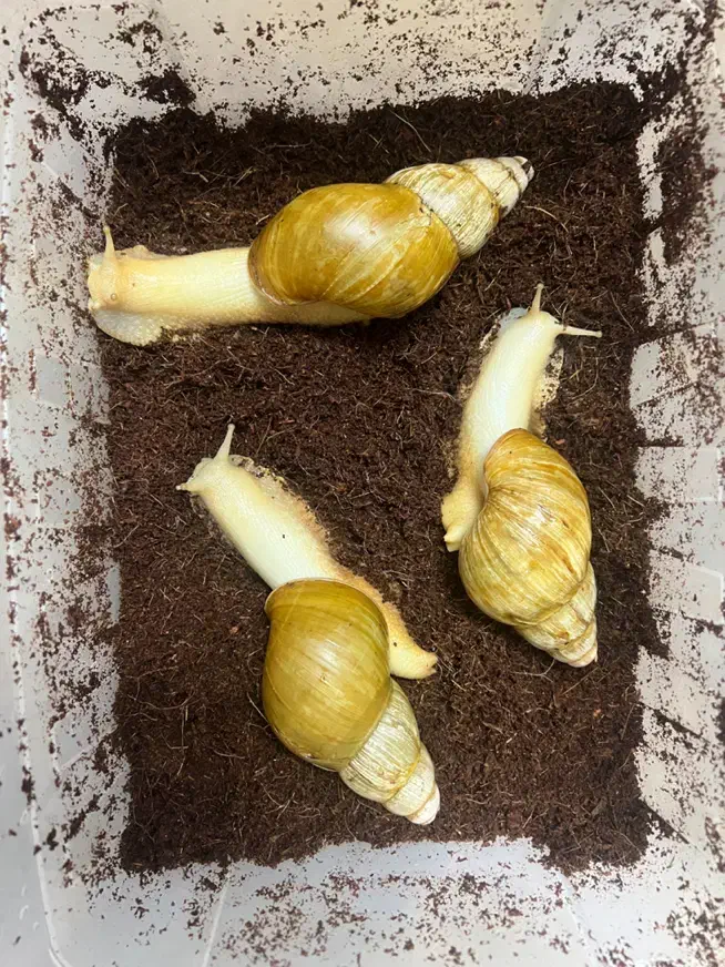 حلزون البینو|خزنده|اصفهان, براآن شمالی|دیوار