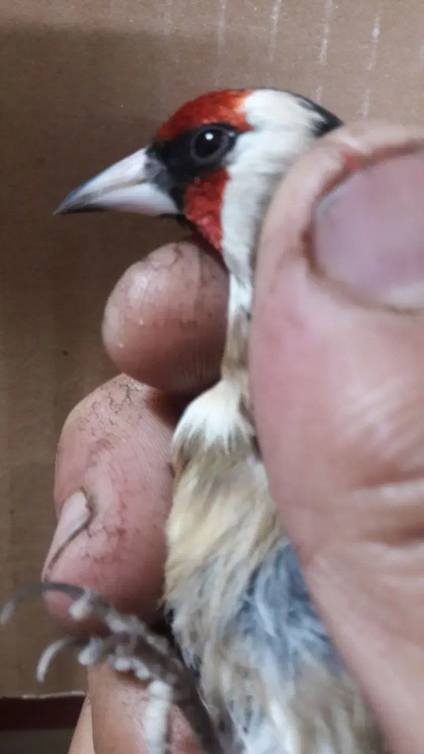 سهره گل بلند|پرنده|قم, شاه ابراهیم|دیوار