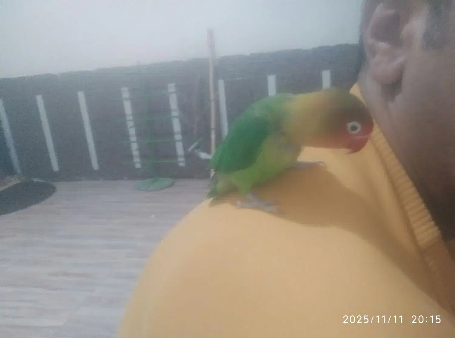 طوطی دستی 600|پرنده|تربت جام, معدآباد|دیوار