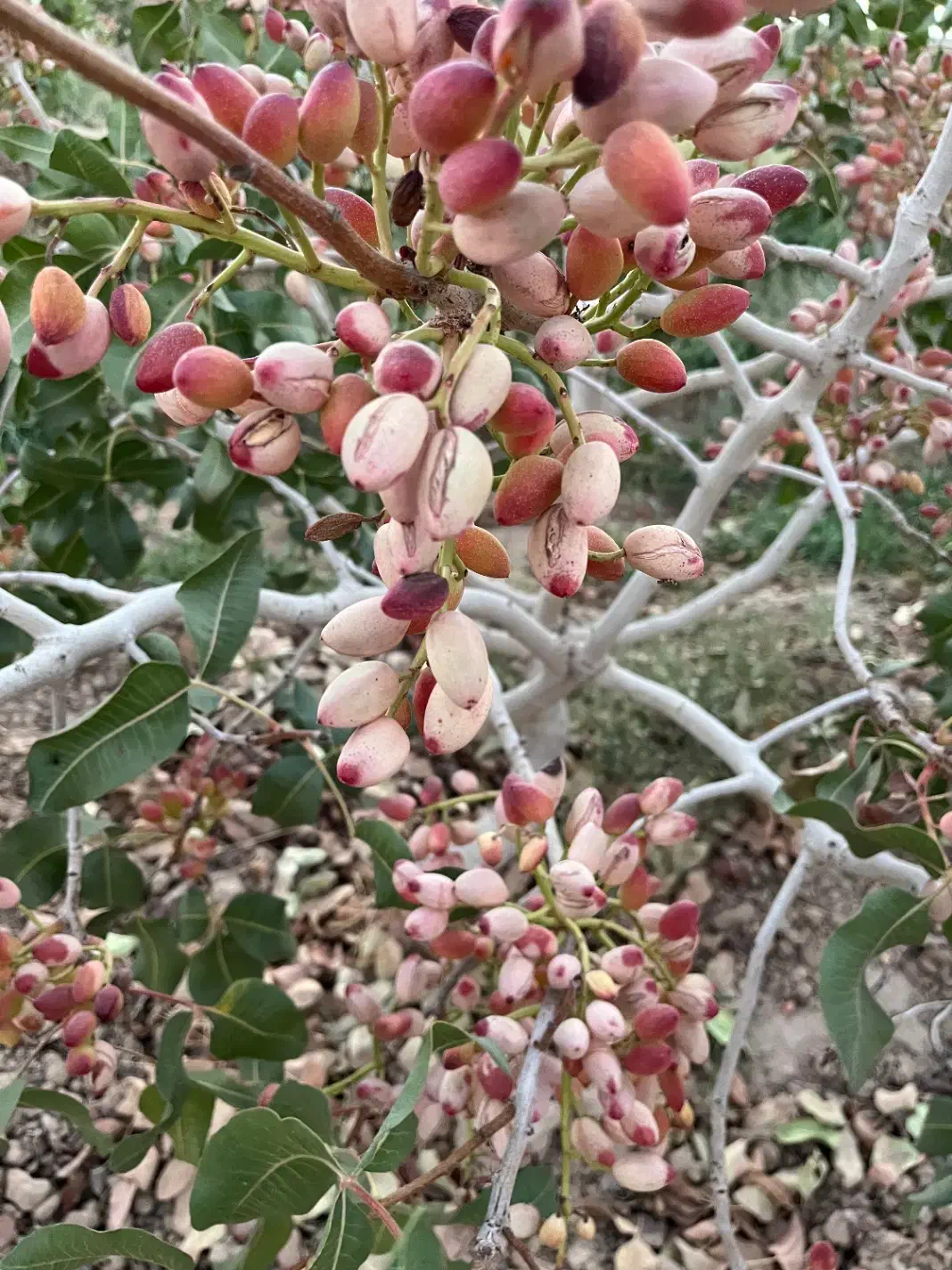 فروش باغ پسته|فروش دفتر صنعتی، کشاورزی، تجاری|تربت‌حیدریه, پائین ولایت|دیوار