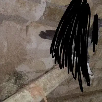 مرغ سالم و تخمی|حیوانات مزرعه|تربت‌حیدریه, منظر|دیوار