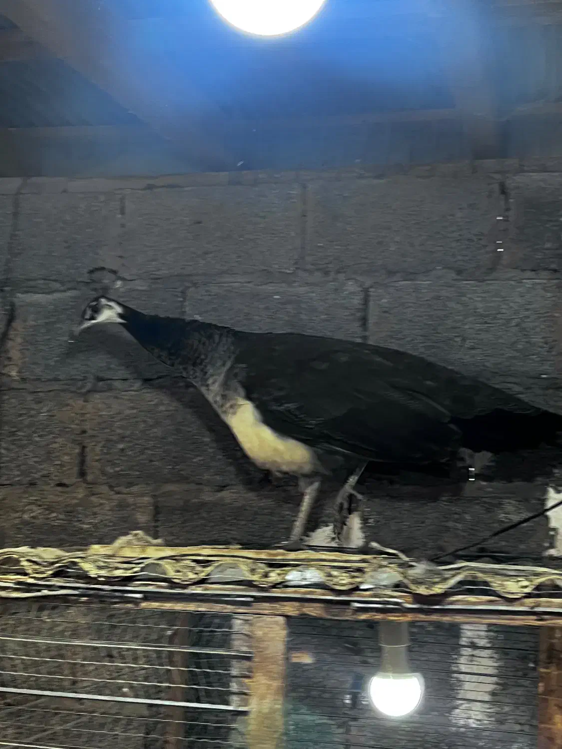 طاووس ماده|پرنده|رشت, حومه رشت|دیوار