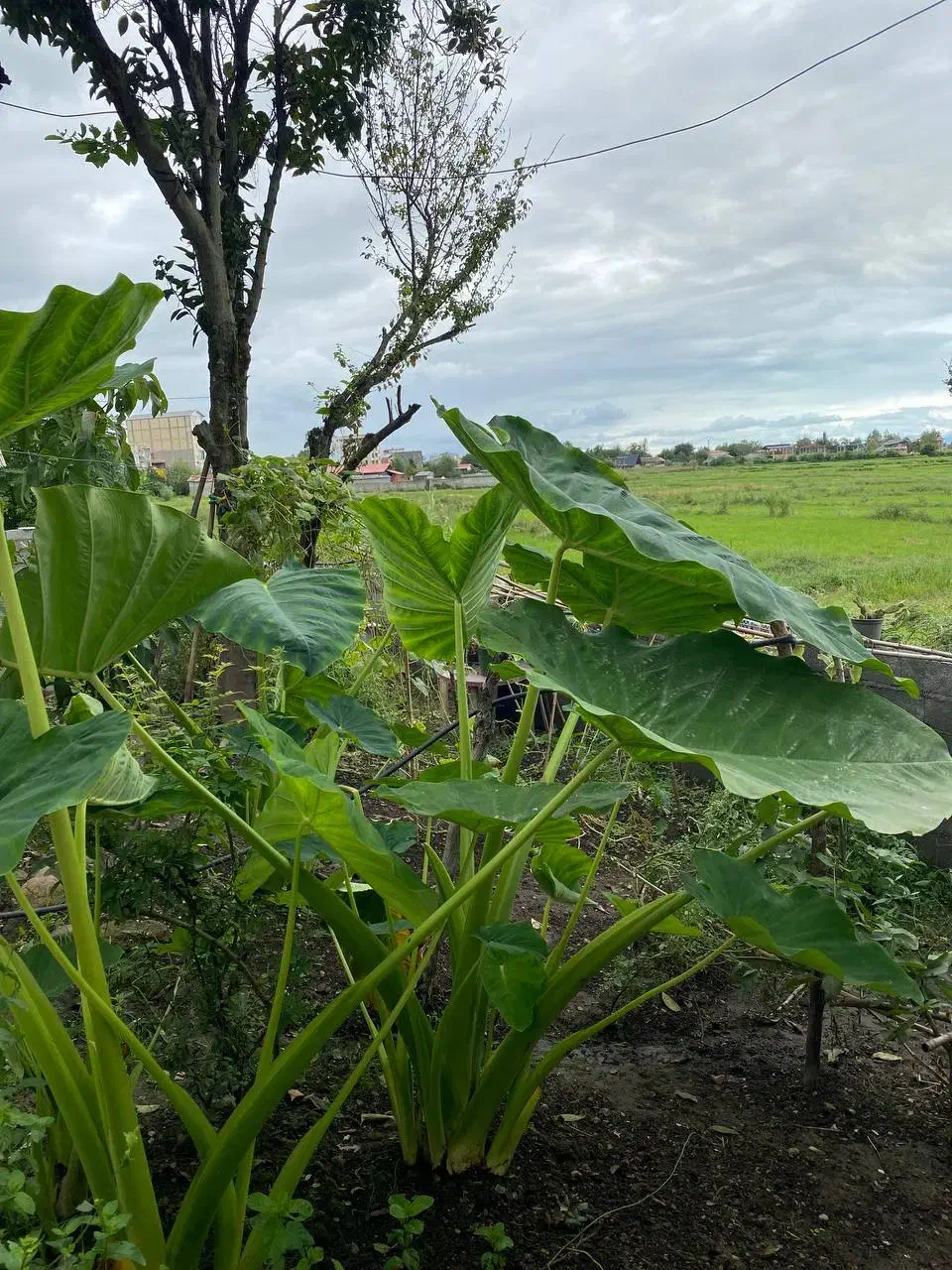 گل بابا آدم|گل و گیاه طبیعی|اسالم, |دیوار