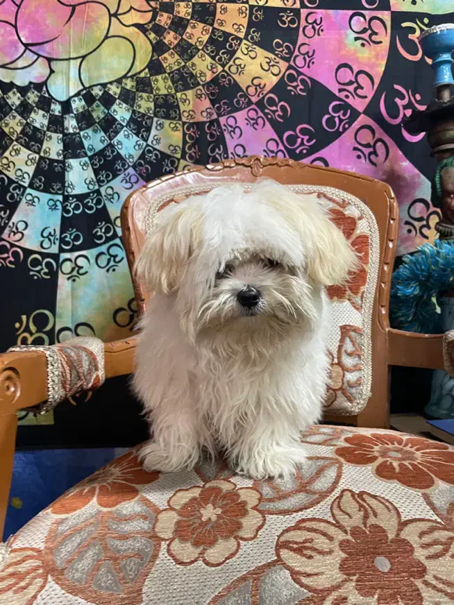 شیتزو تریر سوپر فلت|سگ|رشت, اسماعیل آباد|دیوار