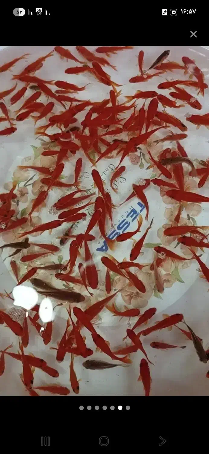 ماهی قرمز حراج عمده|ماهی|قم, علی آباد سعدگان|دیوار