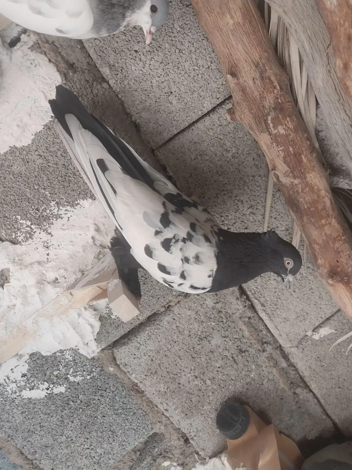 کفتر بدرنگ تمیز|پرنده|کوهمره, |دیوار