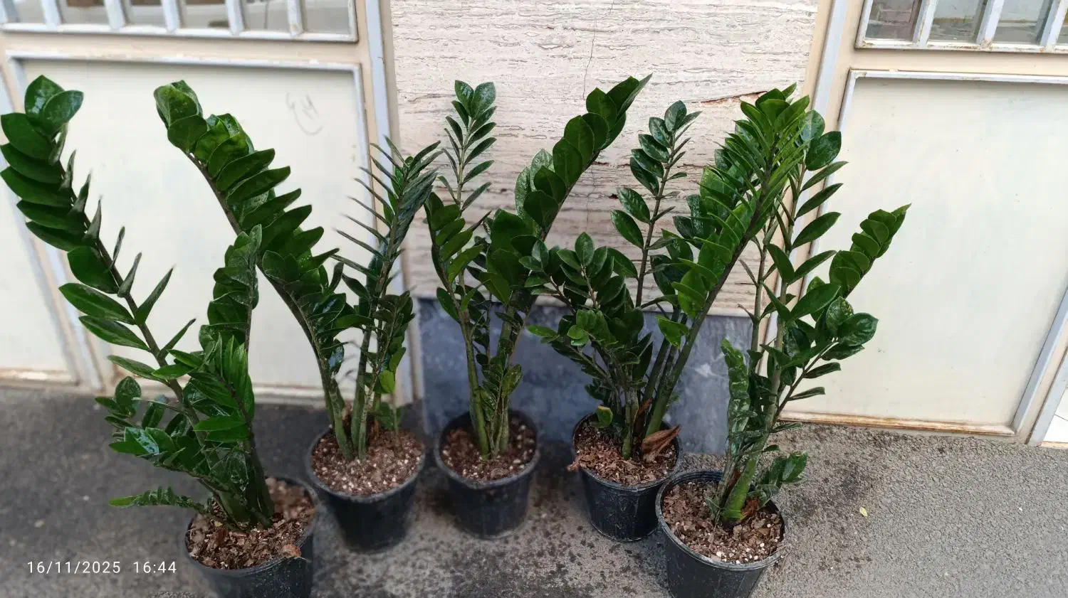 گل زاموفیلیا.اگلونما برفی.افوربیا گلدان.پتوس کاج|گل و گیاه طبیعی|اراک, |دیوار