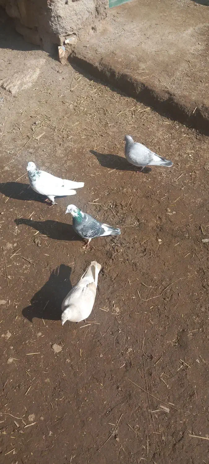 فروشی|پرنده|سراب, |دیوار