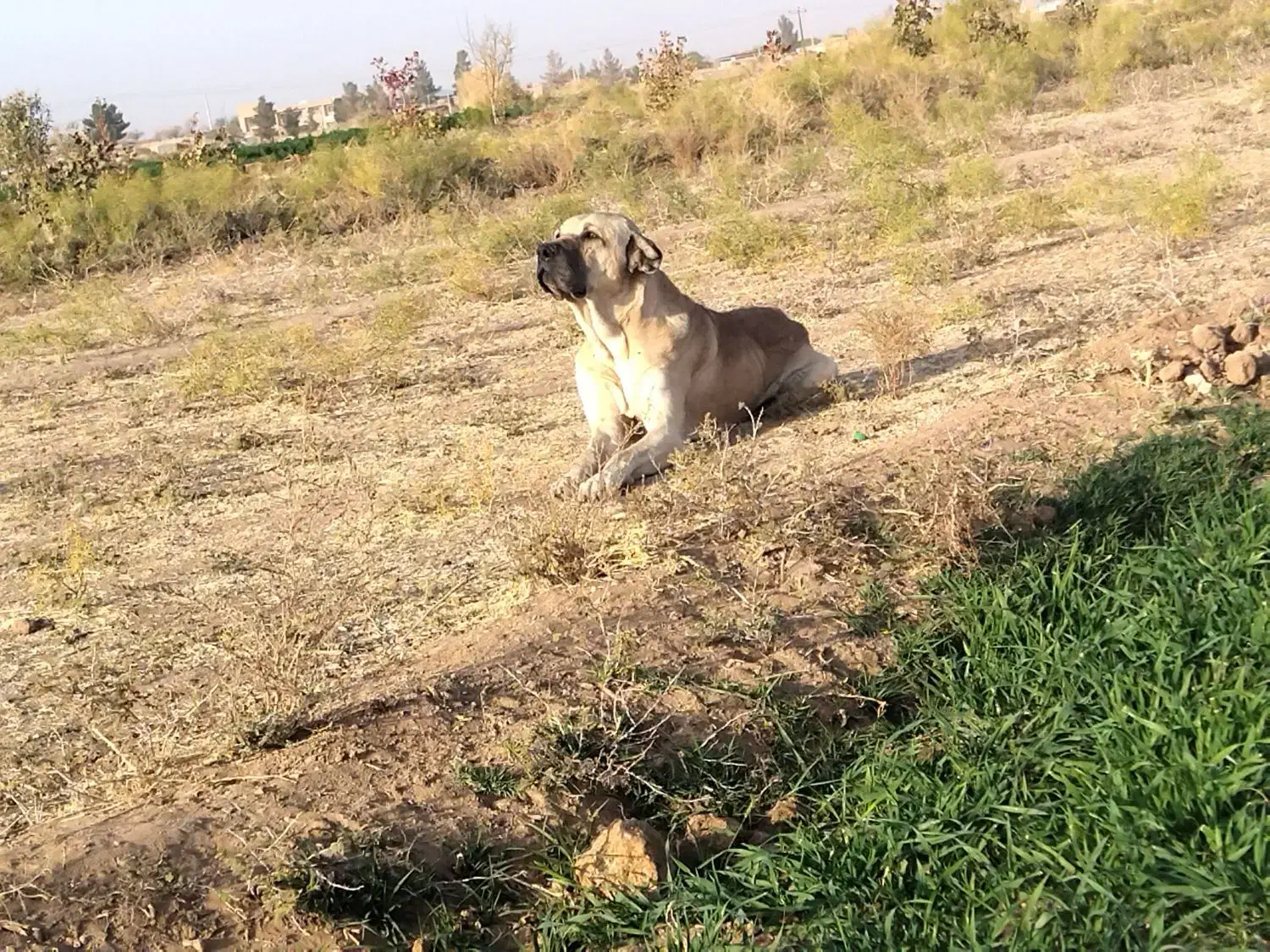 واگذاری|حیوانات مزرعه|طبس, |دیوار