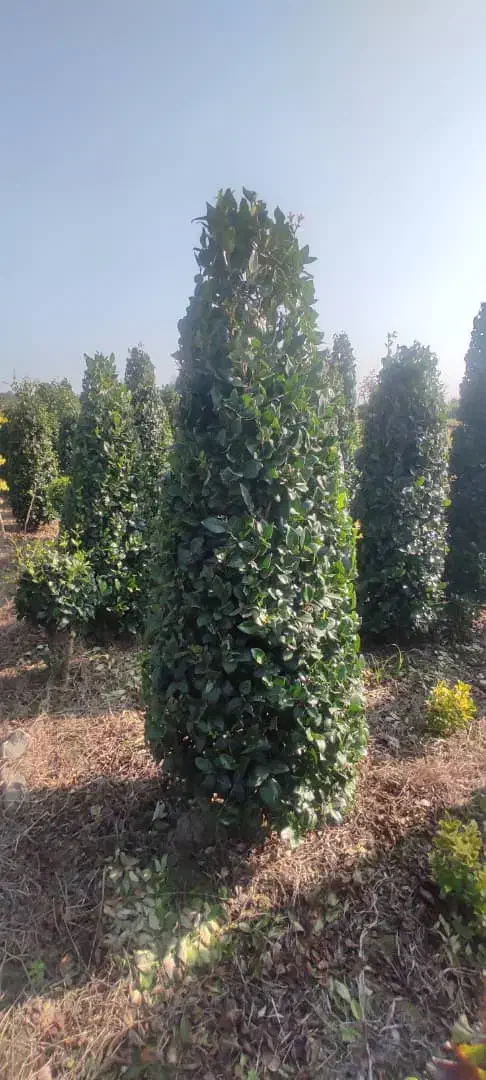 گل . یاس هلندی قیچی خورده زمینی|گل و گیاه طبیعی|شیرود, |دیوار