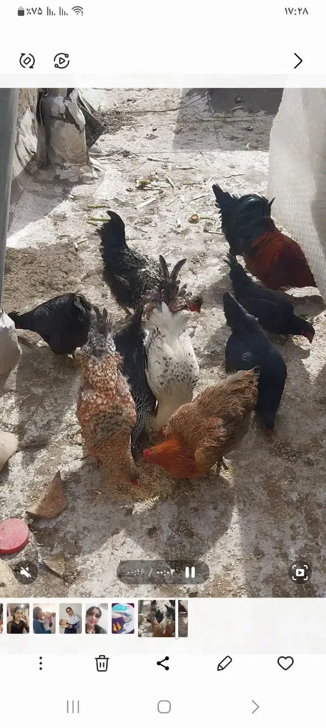 مرغ و خروس|حیوانات مزرعه|قزوین, |دیوار