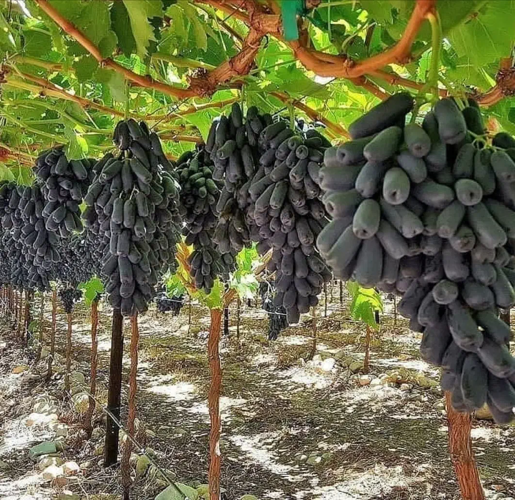 نهال اصل انگور موندراپ و دیگر ارقام خارجی|خدمات باغبانی و درختکاری|اصفهان, ارغوانیه|دیوار
