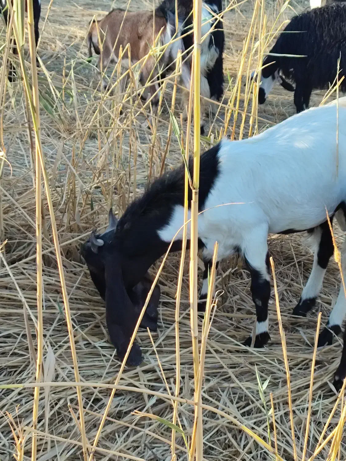 بز افغانی نر|حیوانات مزرعه|خرمشهر, |دیوار