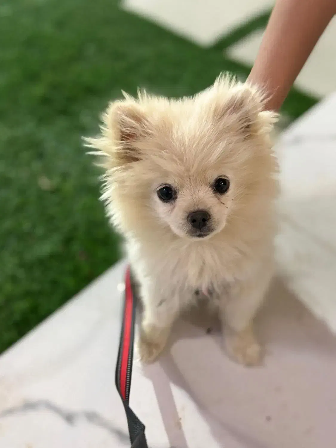 پامرانین روباهی به فروش میرسد|سگ|تربت جام, میان جام|دیوار