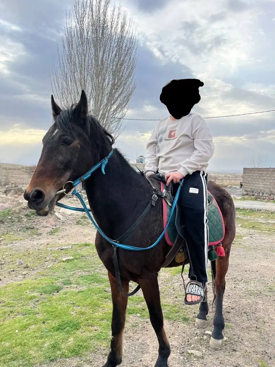 اسب جوان بهترین نژاد|اسب و تجهیزات اسب‌سواری|دلبران, |دیوار