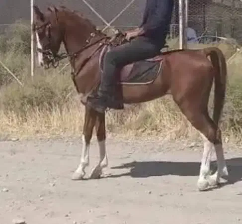 اسب عرب|اسب و تجهیزات اسب‌سواری|ارومیه, |دیوار