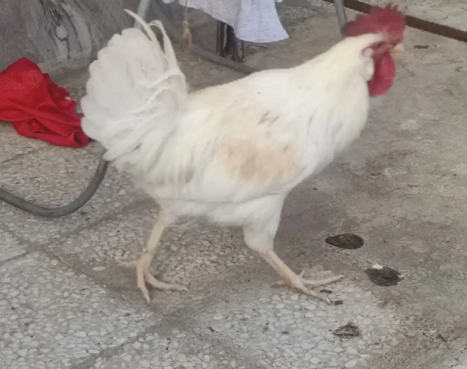 خروس|حیوانات مزرعه|نهبندان, |دیوار