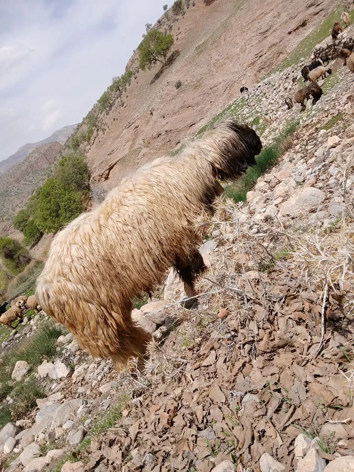 قوچ بختیاری|حیوانات مزرعه|یاسوج, |دیوار