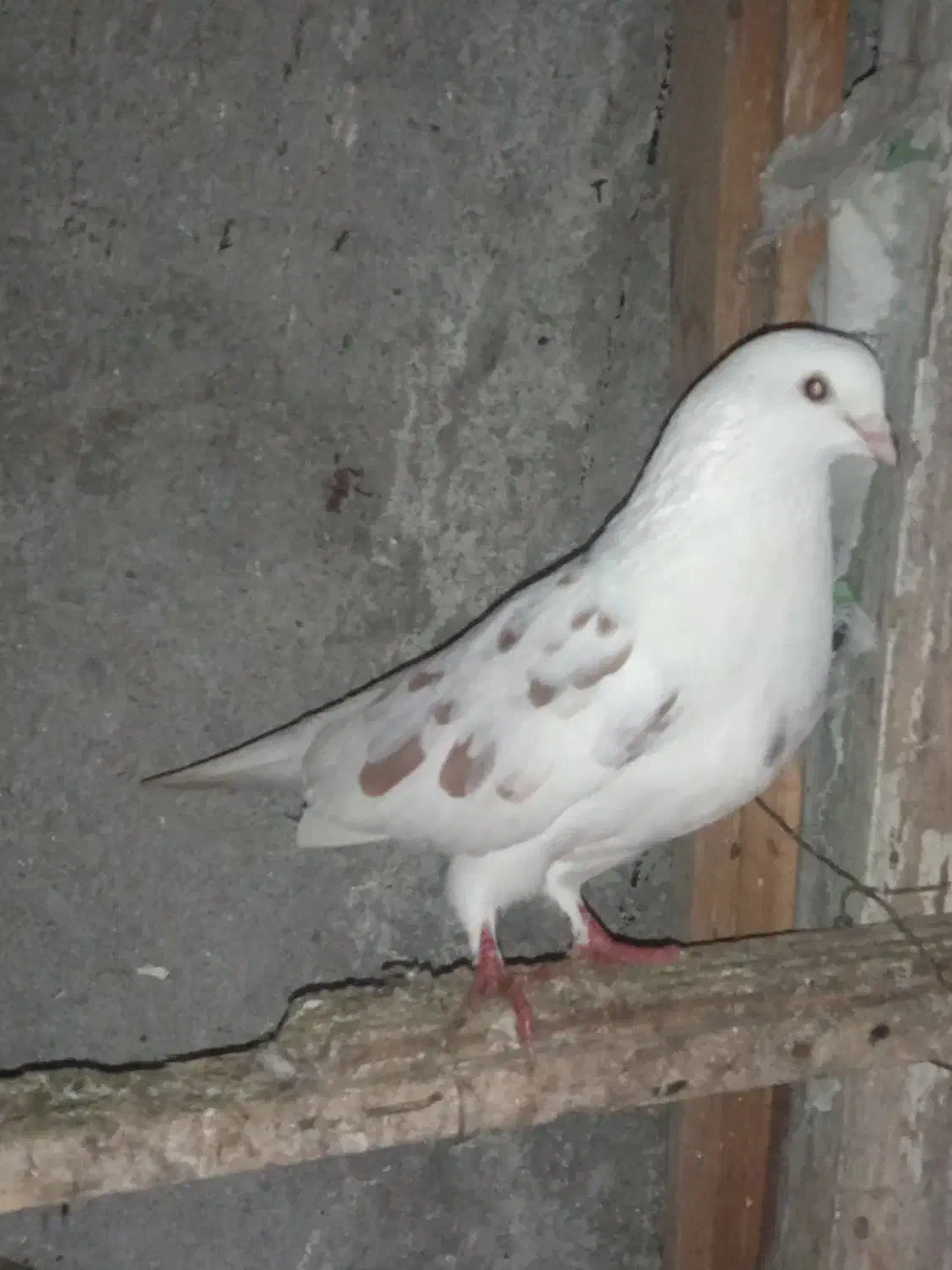 کبوتر|پرنده|رشت, عینک|دیوار