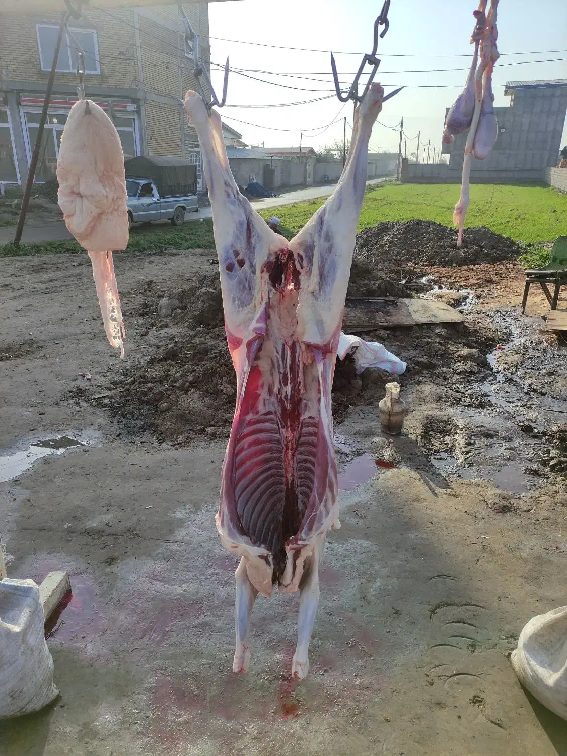 گوشت بره درجه یک|حیوانات مزرعه|سیمین شهر, |دیوار