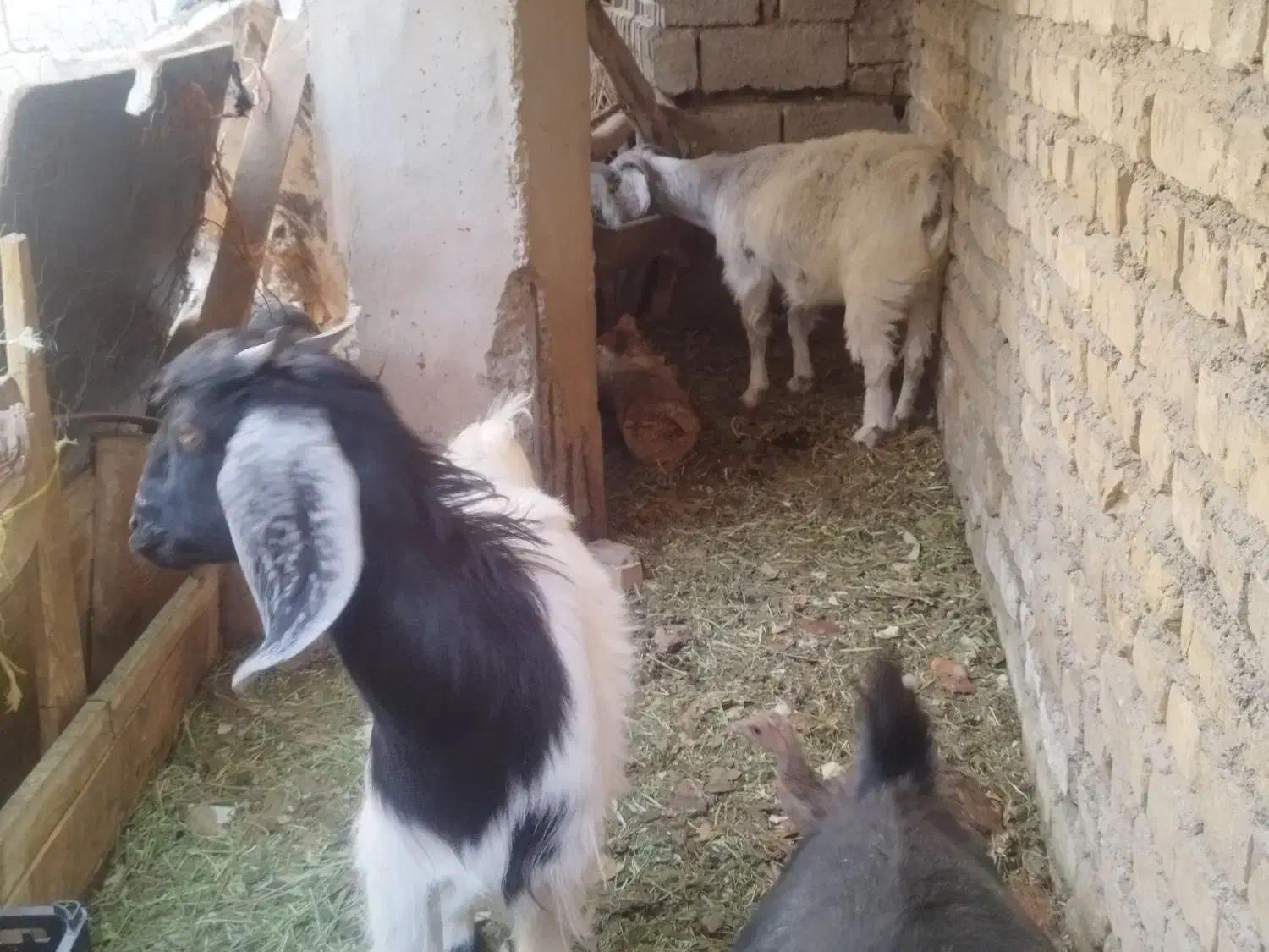 گوسفند|حیوانات مزرعه|کرمان, |دیوار