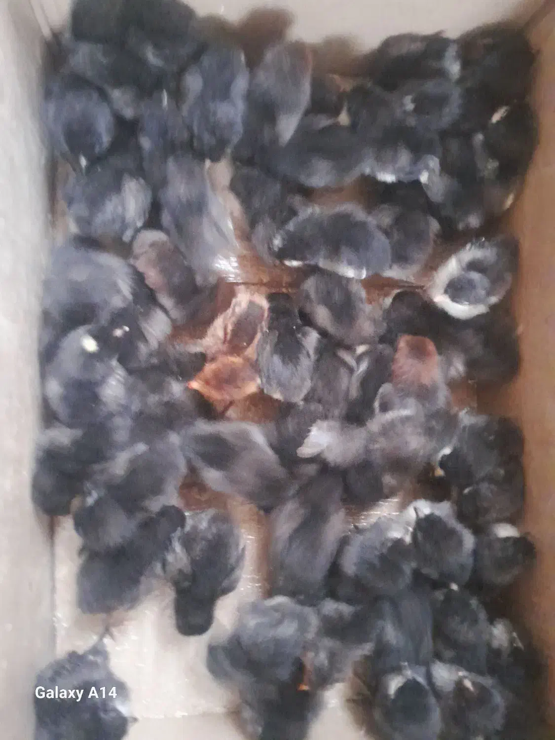 جوجه ۶روزه تمام سیاه|حیوانات مزرعه|بردسیر, |دیوار