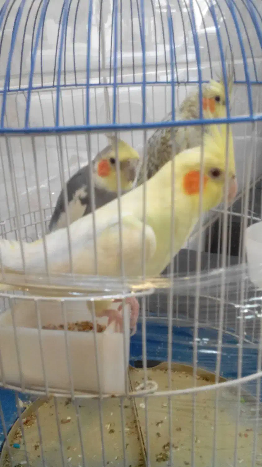 عروس هلندی|پرنده|فردیس, سرحدی|دیوار