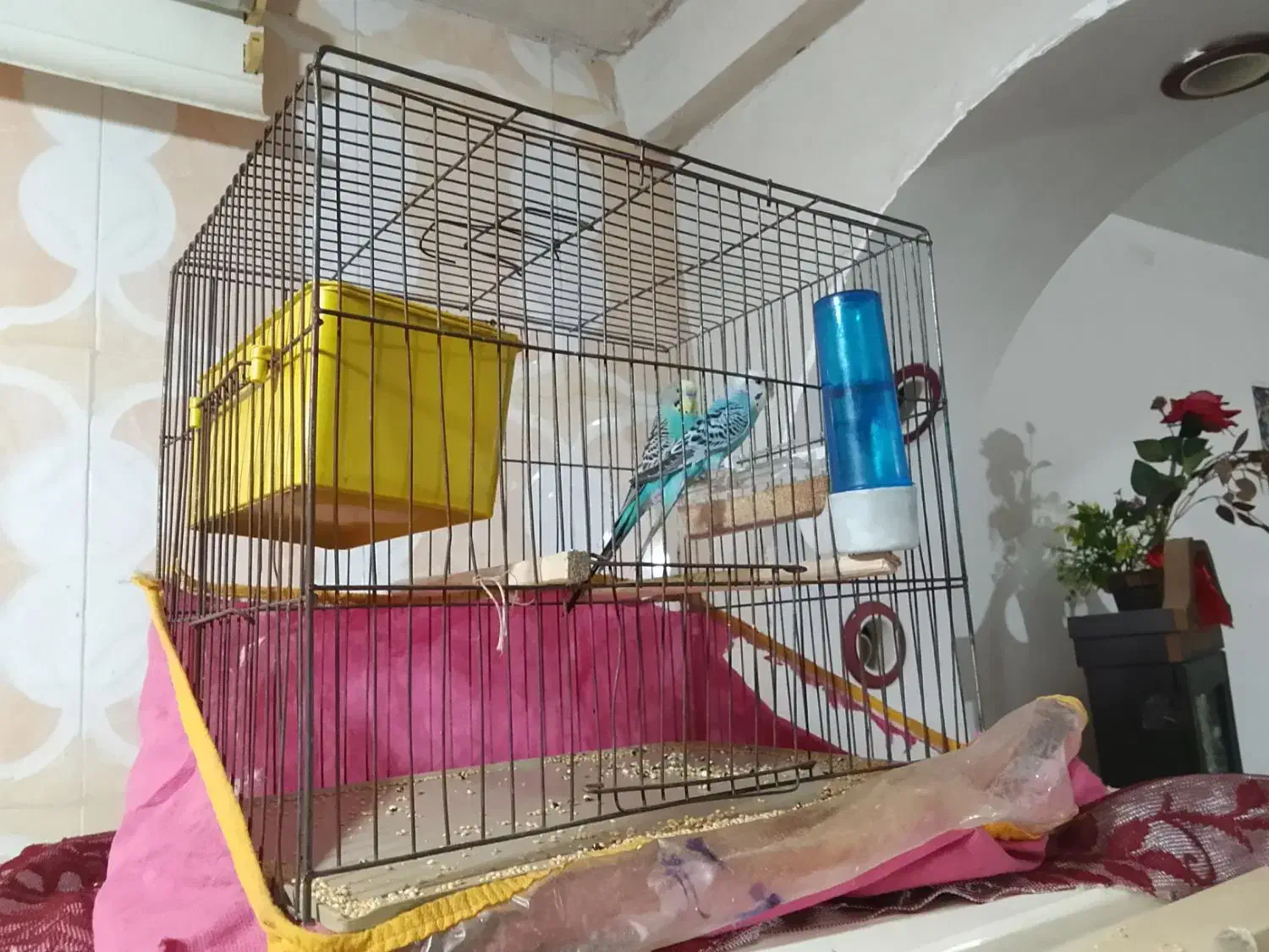 مرغ عشق|پرنده|خورموج, |دیوار