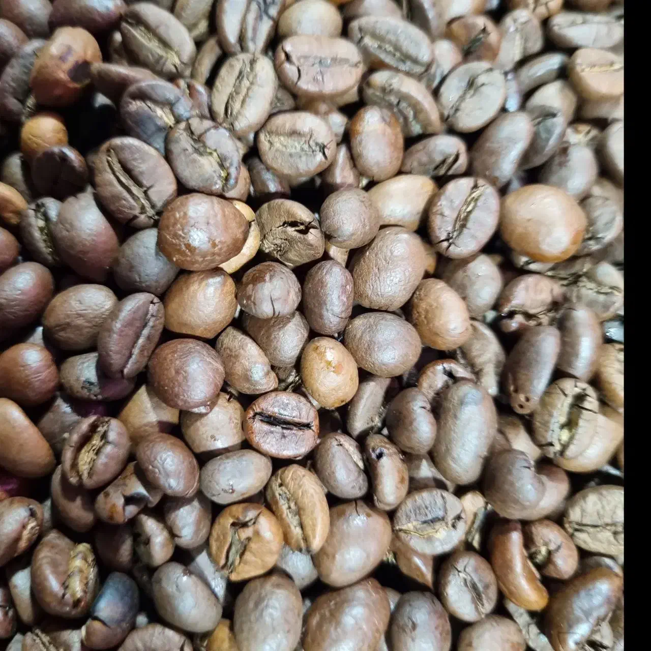 پخش دان قهوه کلاسیک(عمده) (جزئی)|عمدهفروشی|کرج, شهرک طالقانی|دیوار